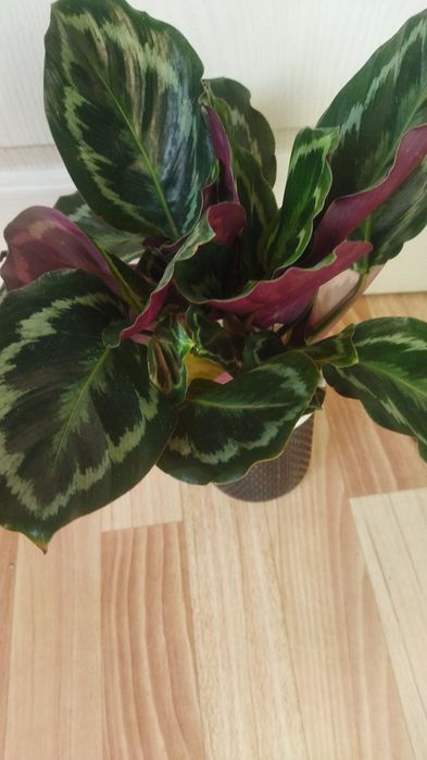 Комнатные цветы в ассортименте