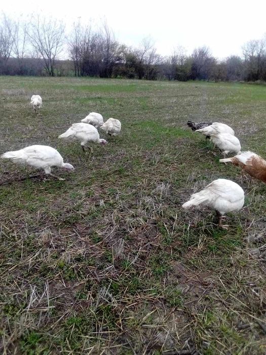 Продавам пуйки, 10 лв килограм живо тегло.