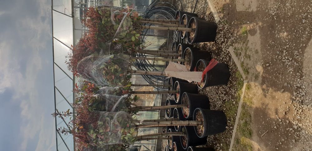 Mesteacăn Tei Platan Frasin Arțar Catalpa prunus pissardi