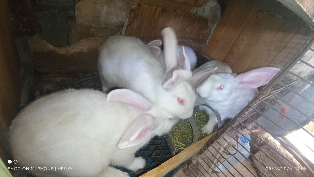 Quyon,кролик,hikol quyonlari