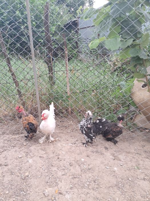 Vând 2 perechi de găini Struma Bantam