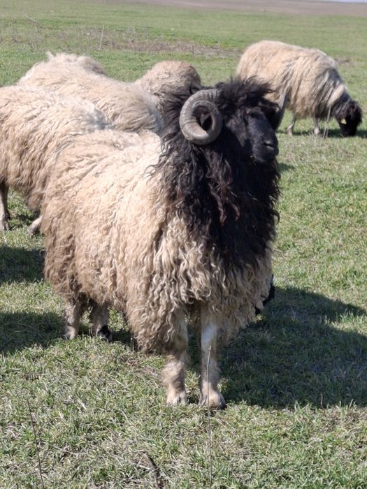 BERBEC ȚURCAN CARABAȘ DE VANZARE  !FOARTE BUN DE PRĂSILĂ !Ieste un exemplar foarte frumos !