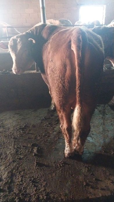 Продам Бычков на курбан-айт