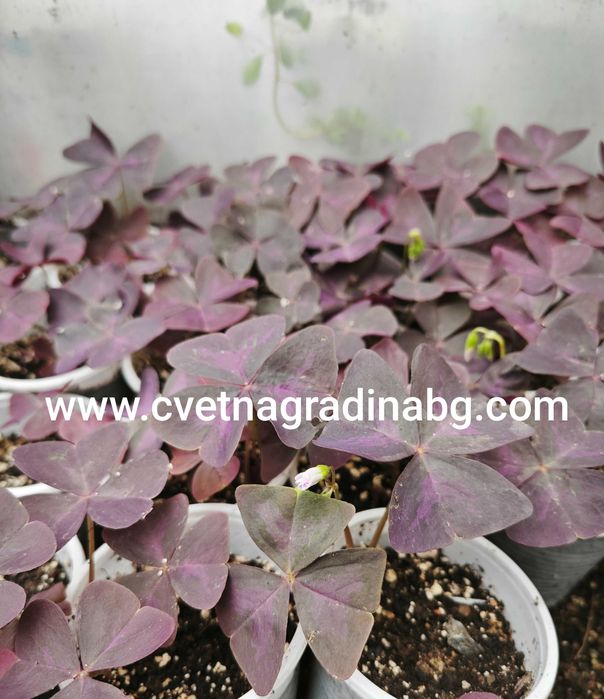 Оксалис регнели (oxalis regnellii)-Цвете на щастието