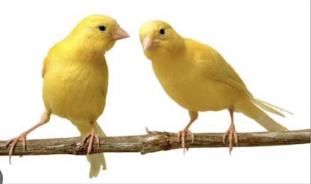 Канарейки дисковые