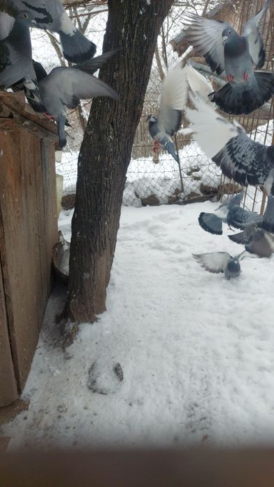 Vând porumbei voiajori