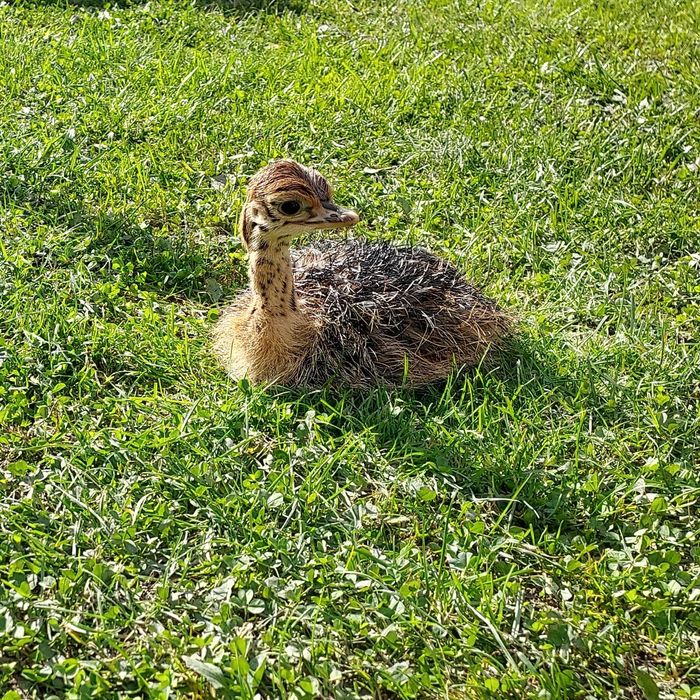 Pui de strut cu deparazitare facuta