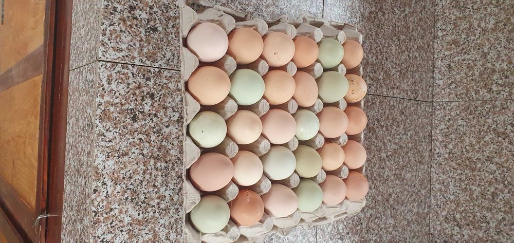 Ouă de găină pentru incubat