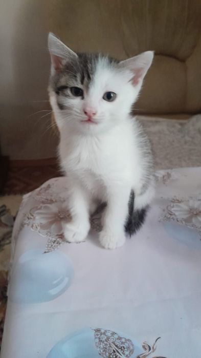 Отдам в добрые руки