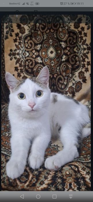 Котик бесплатно!