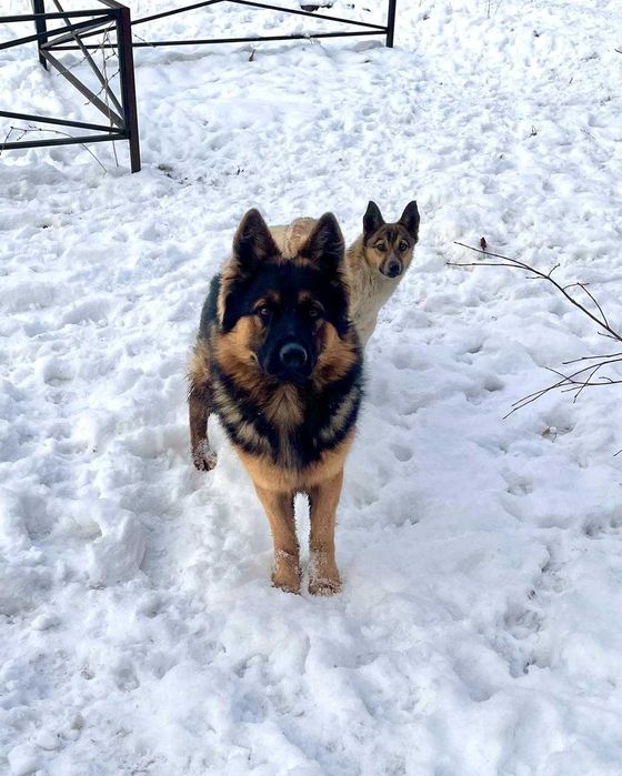 Найдена овчарка, ищем хозяев