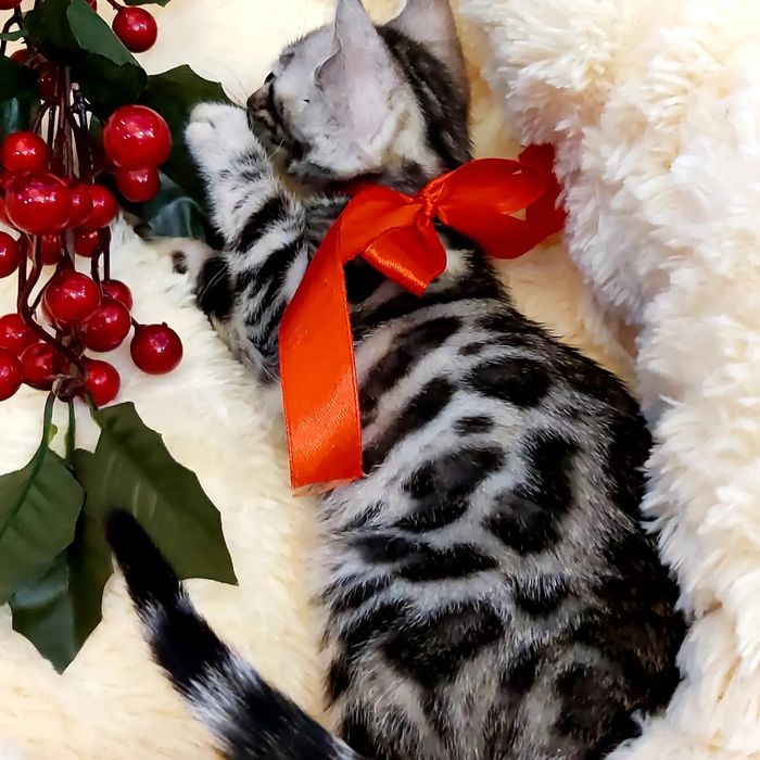 Серебряный Бенгальский Котик