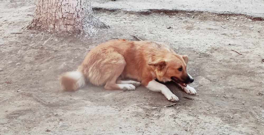 Устраиваются собаки сестрёнки им по 2 года желательно их не разлучать