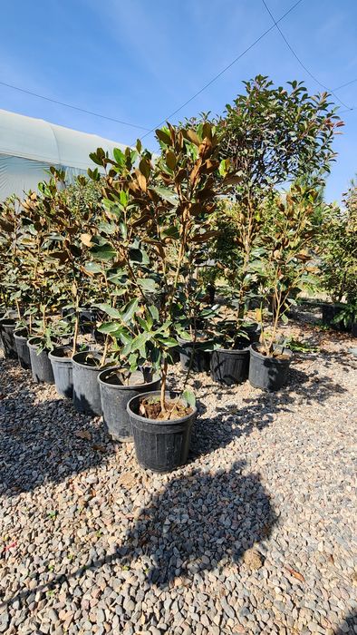 Магнолия. Грандифлора . Литл Джим. Буйи 1.20 - 1.40 см.