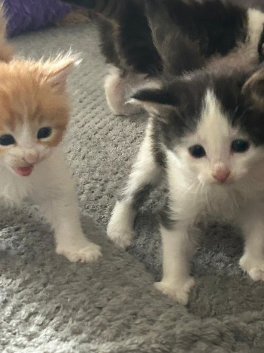 Отдам котят в добрые руки