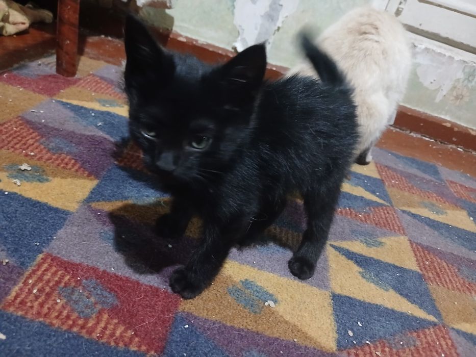 Котёнок (3месяца)