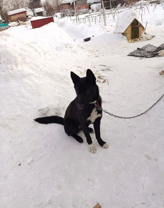 Отдам щенка 8 месяцев