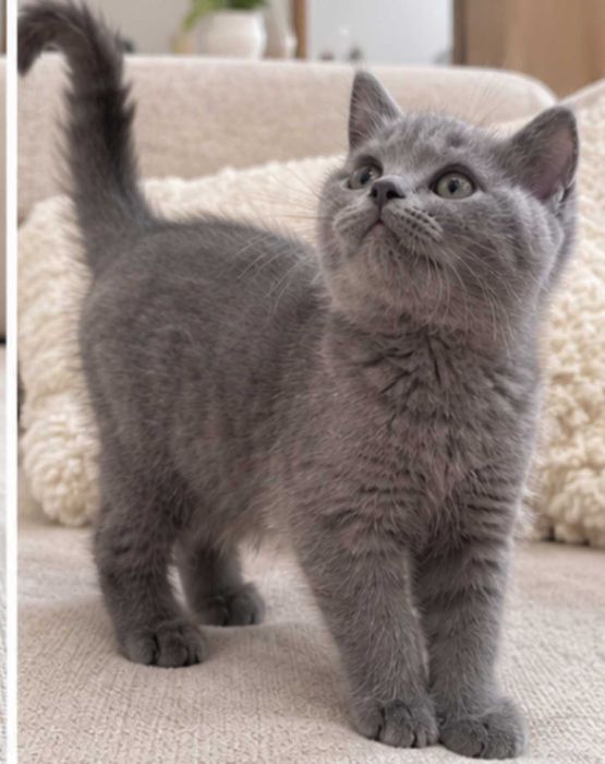 British Shorthair Tabby Grey