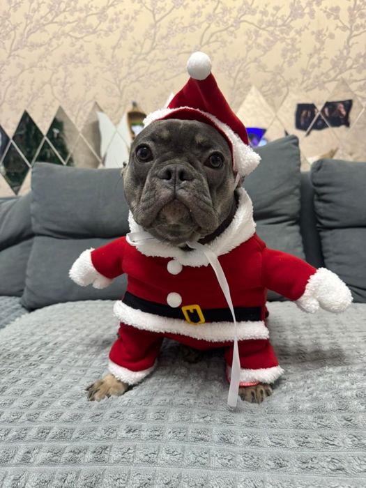 Французкий бульдог