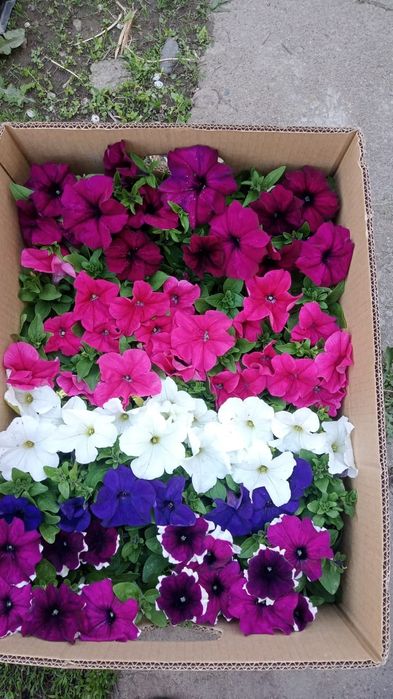 Цветы питуния и бархатцы