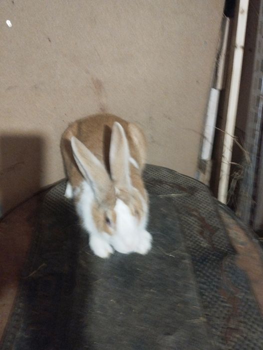 Iepuri hycole francez masculii