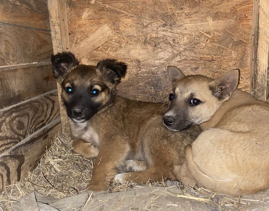 Срочно! Бездомные щенята ищут дом