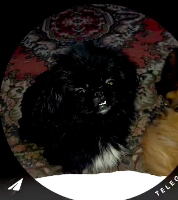 пропала собака пикинес