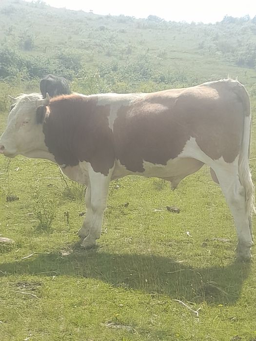 Vând 2 tauri Balțați pentru monta