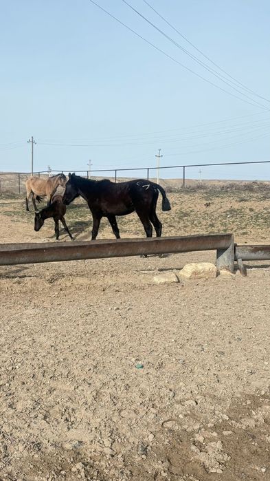 Кунан Құнан сатылады