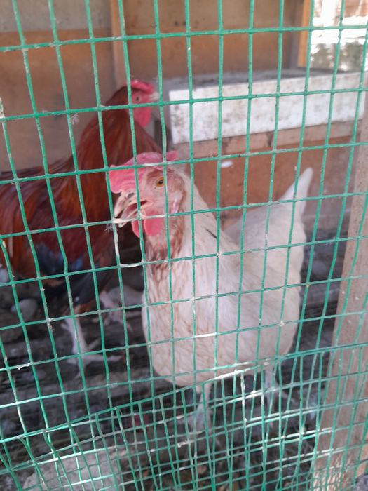 Xonaki tovuq 5 dona donasini 80000 dan beramiz