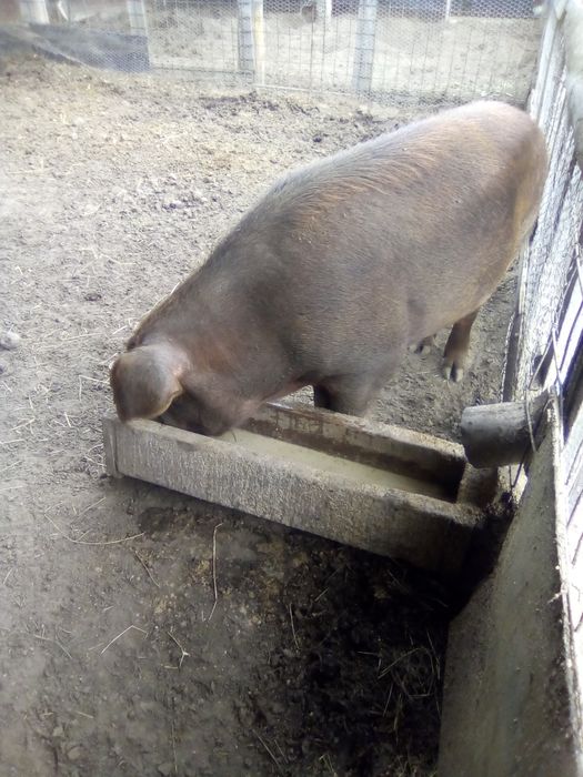 Продается кабан на племя