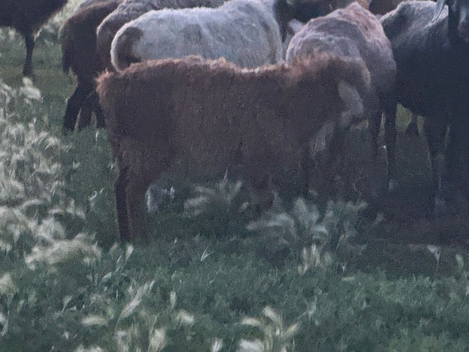 Продам баранов 20