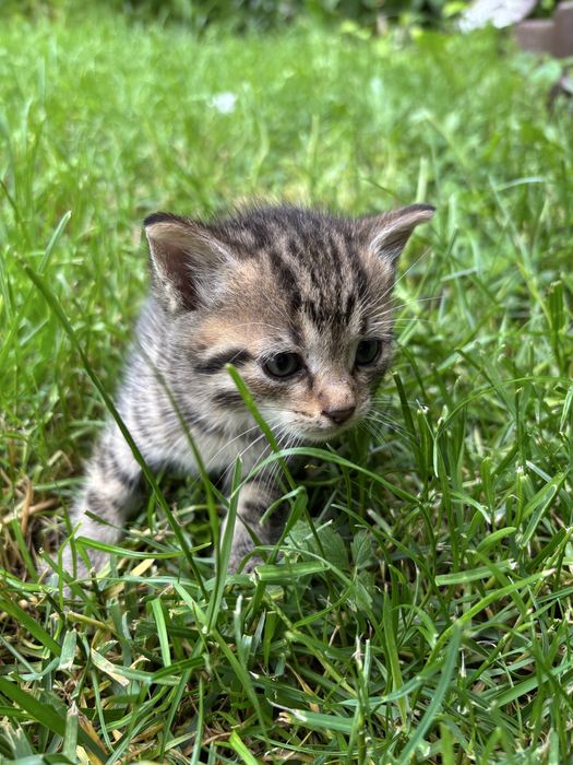 Подарявам малки котенца
