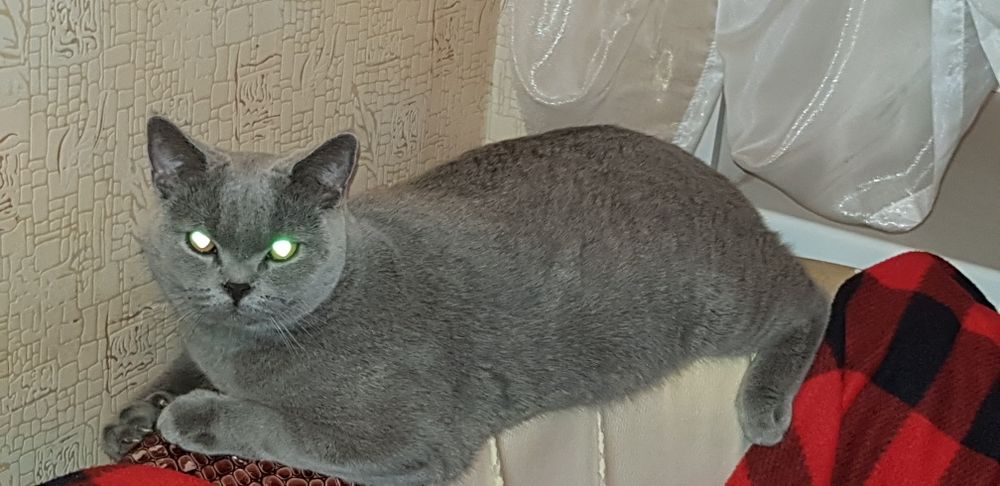 Продам британских котят