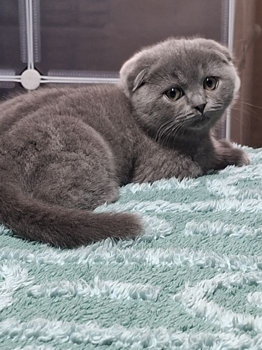 Продаются чистокровные шотландские скоттиш фолд.