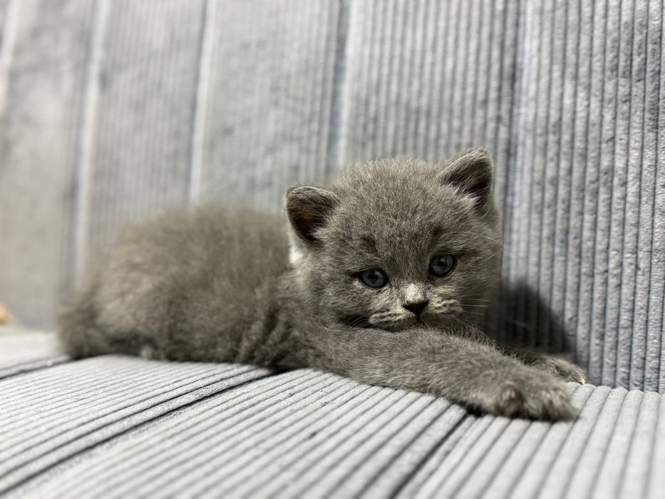 Продаются котята 2,5 месяца шотландцы от правильной вязки