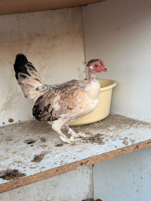 Găini si cocoși americane