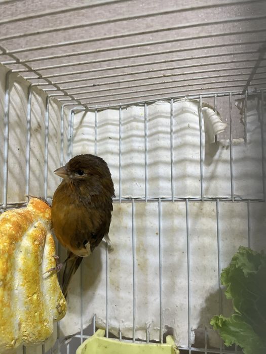 Канарейка красный дерево