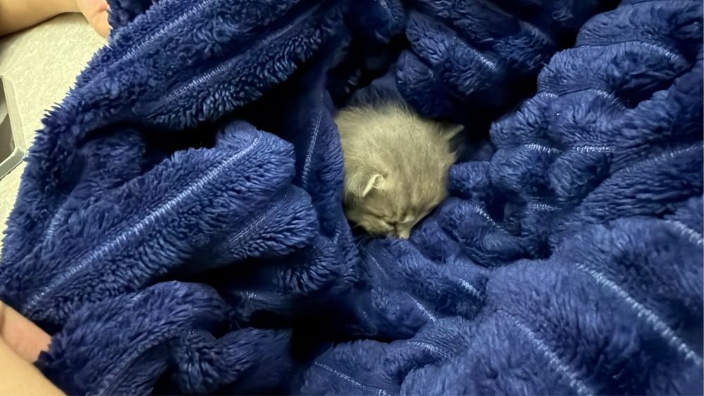 Котенок маленький