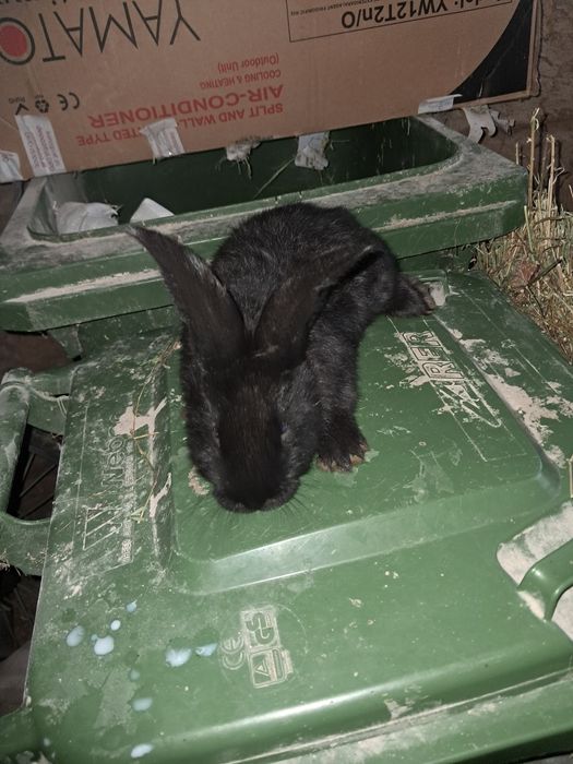 Iepurasi urias german cu janet