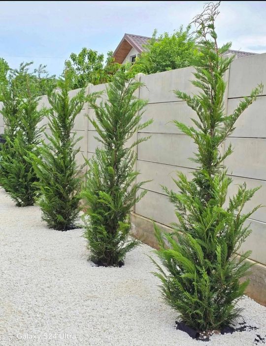 Leylandii 2.5m - 3m, la balot sau ghiveci, calitate premium!