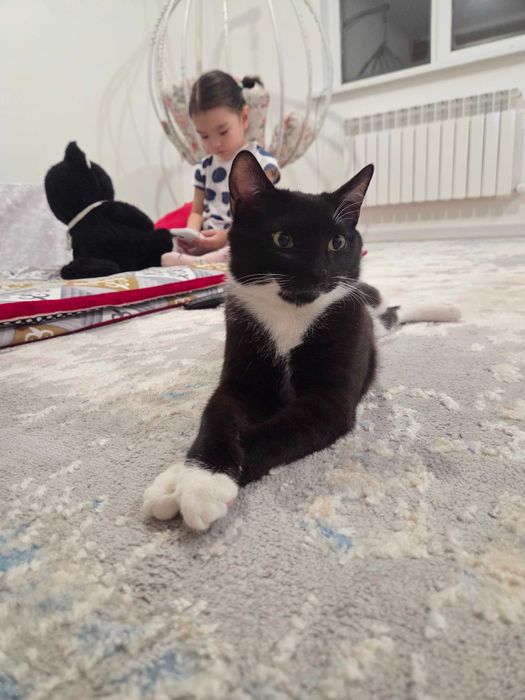 Котёнок 5 месяцев