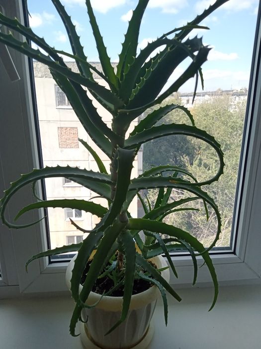 Продам алоэ лекарственное