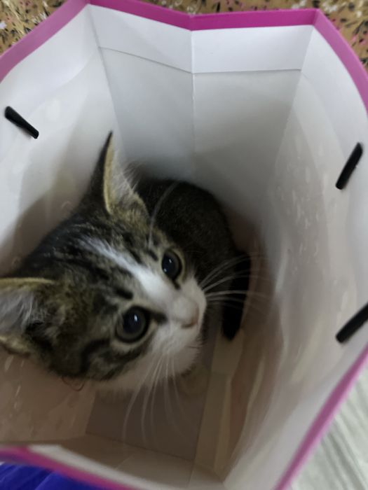 Отдам КОТЯТ В ДОБРЫЕ РУКИ!!! Срочноо!