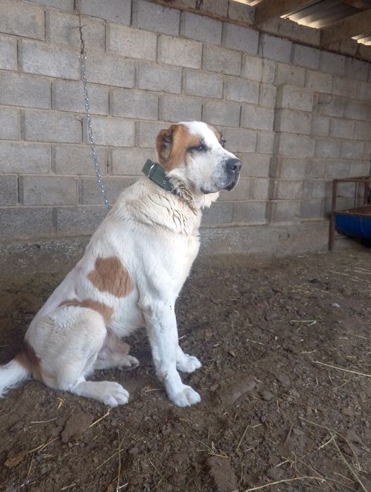 Алабай 2жасар...