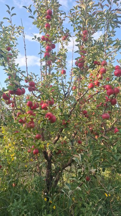 Продам ЯБЛОНЕВЫЙ САД ухоженный.