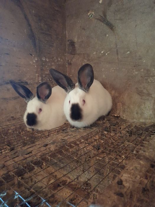 кролики Калифорний