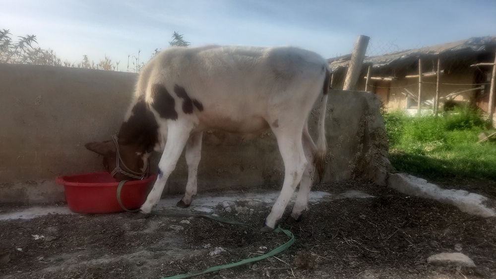 Buqacha sotiladi