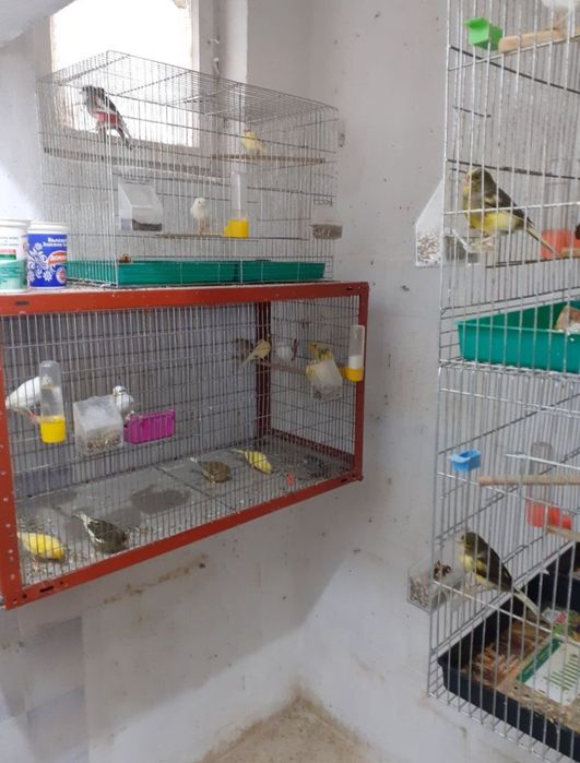 Канарче  "Орфей"