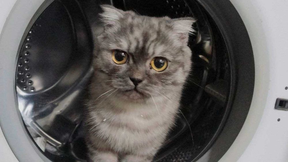 Продается вислоухий мальчик 5 месяцев